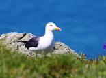 Gulls and seabirds - Lynne Newton